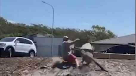 澳大利亚男子在自家院子被袋鼠击中脸部、撂翻在地 媒体：袋鼠成当地一大问题