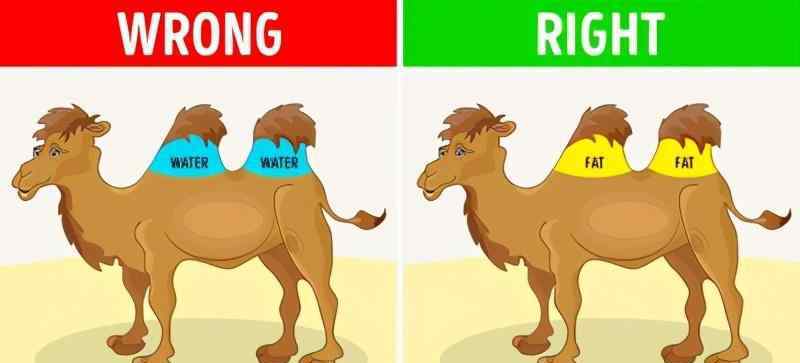 骆驼驼峰里储存的是什么 你被骗多久了？最新研究：骆驼的驼峰里并不存水，却储存了这东西