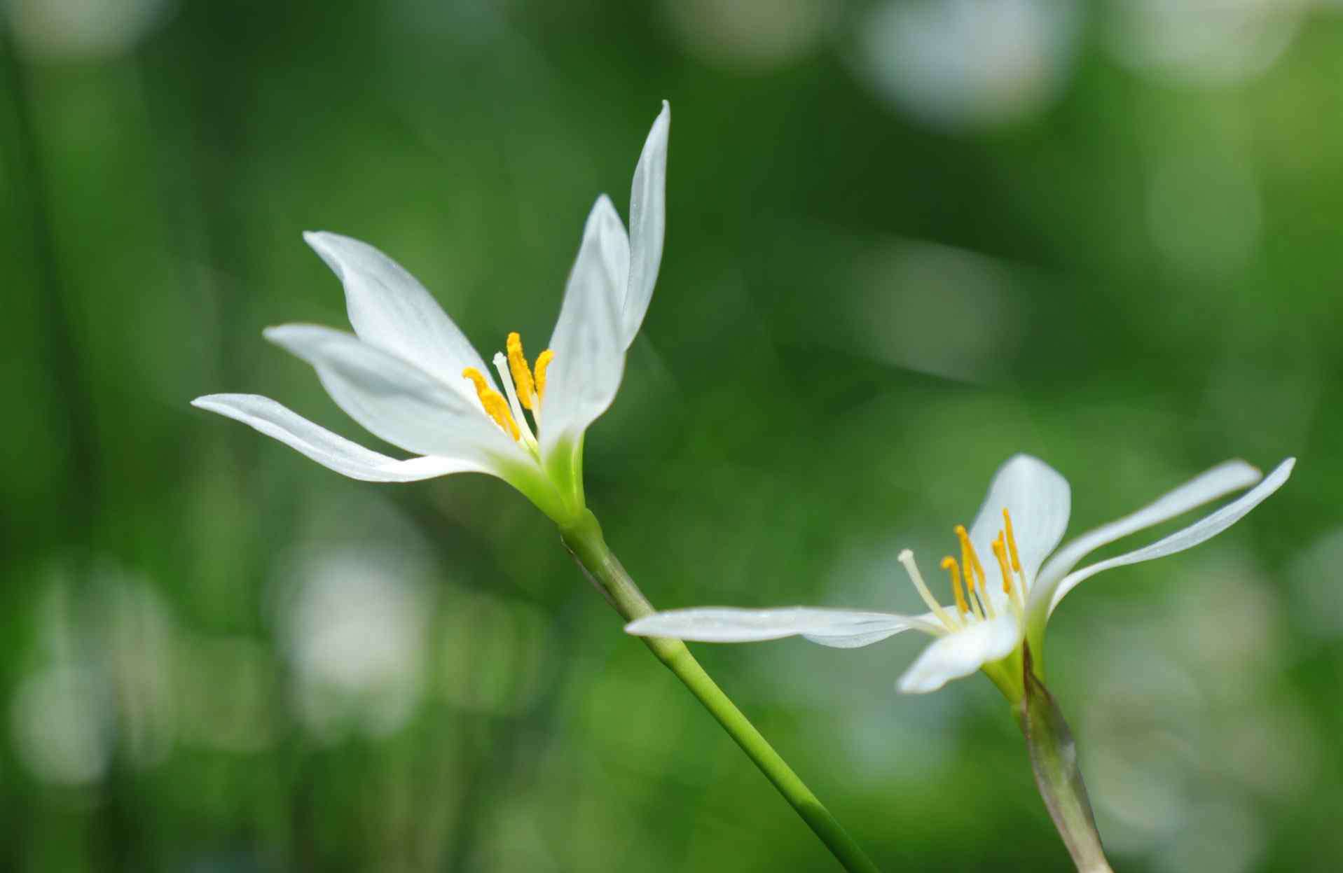 赵一民 如花