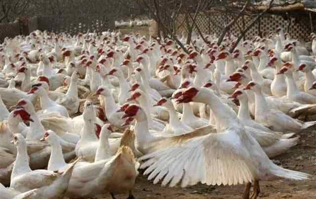 麝香鸭 俗称“麝香鸭”，养殖90天可出栏，一只赚20元，农民可养殖