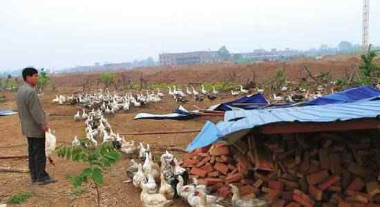 麝香鸭 俗称“麝香鸭”，养殖90天可出栏，一只赚20元，农民可养殖