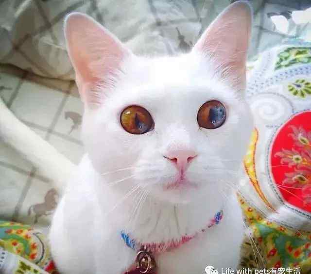 猫的视力 科普｜关于猫咪视力的5个秘密，你知道几个？