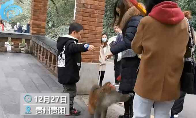 公园猕猴猖狂抢夺游客食物：女子欲上前拍照 “猴哥”伸手就是一巴掌