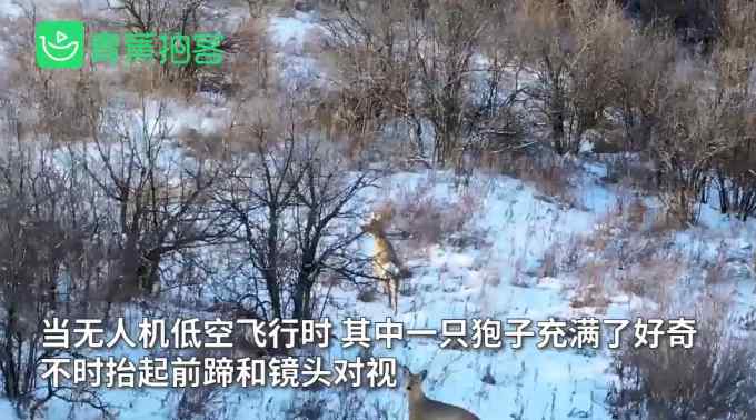 航拍意外捕捉“傻狍子”在雪地撒欢儿 好奇地对着镜头打招呼 萌态十足