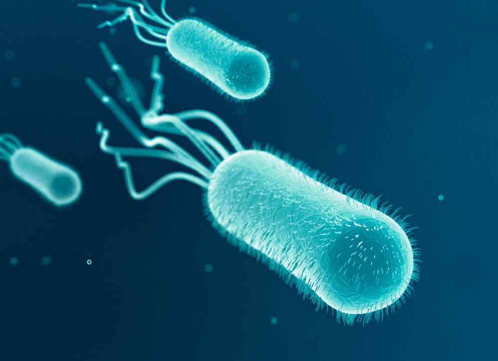 凝结芽孢杆菌 发酵菌种之凝结芽孢杆菌的作用