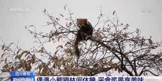 喇叭河 超治愈！天全喇叭河偶遇小熊猫林间休憩 采食浆果享受美好时光