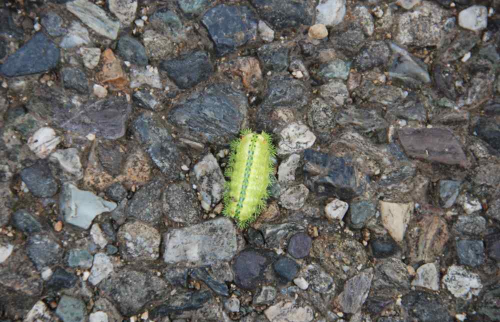 驱赶臭屁虫教你几招 还记得小时候经常见的这几种虫子吗？能散发出怪味，令人退避三舍