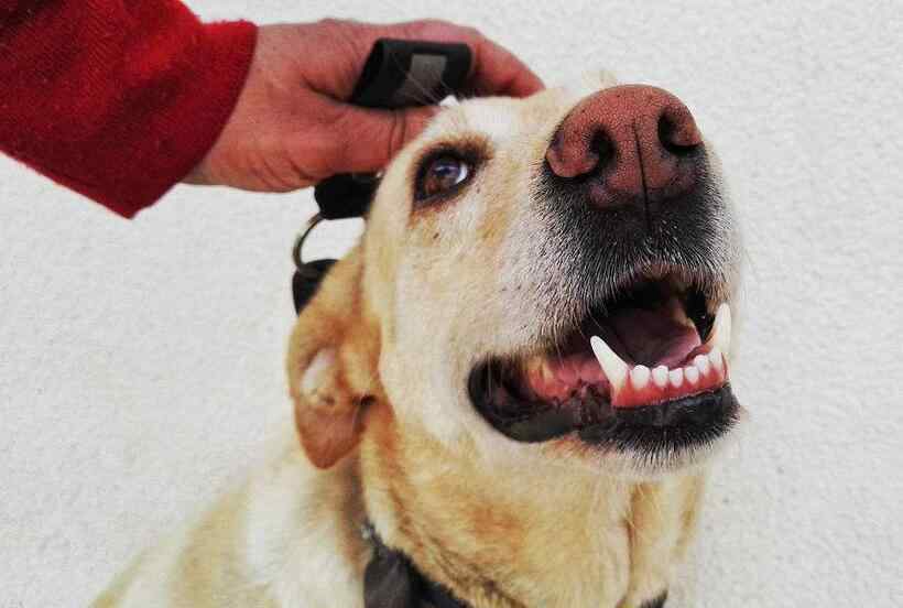 古牧犬好养吗 7种“粘人”又好养的狗，不养一只，就太可惜了