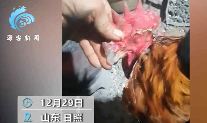 天气太冷公鸡脑袋结冰 主人用棒子敲击破冰 网友：怕是要“脑震荡”了