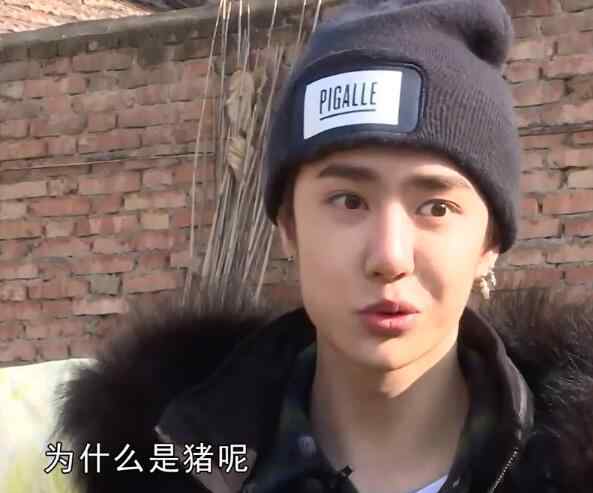 王一博是哪里人 王一博白菜什么节目哪一期 合作王以纶化身屯里人卖菜