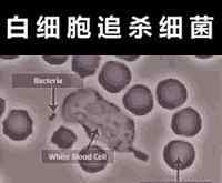 人体免疫系统有多强大 身体的免疫系统有多牛X？
