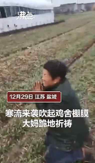 寒流大风吹翻鸡舍棚膜！过半鸡苗被冻死养殖户跪地祈祷 网友：太难了