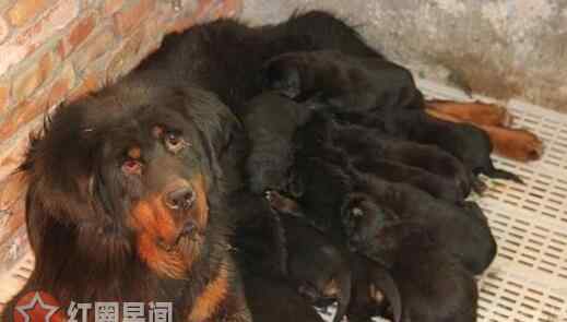 藏獒经济崩盘 藏獒经济崩盘的原因是什么 藏獒泛滥成灾大狗吃小狗