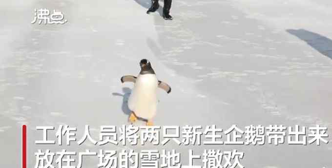 呆萌！人工孵化企鹅第1次看到雪 网友：像极了我第一次见雪的样子