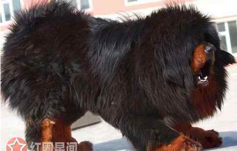藏獒经济崩盘 藏獒经济崩盘的原因是什么 藏獒泛滥成灾大狗吃小狗