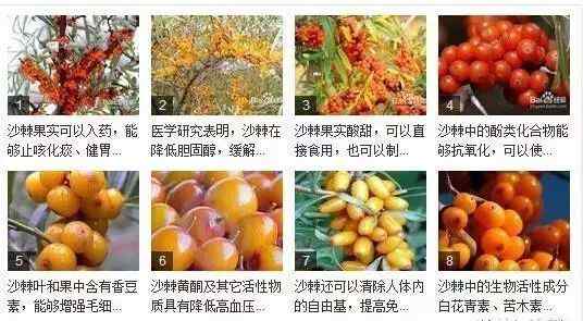 沙棘籽油的功效和作用 沙棘籽油简介及主要功效