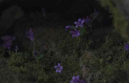 草生 韩剧王国中生死草什么用 它真的能令人起死回生吗