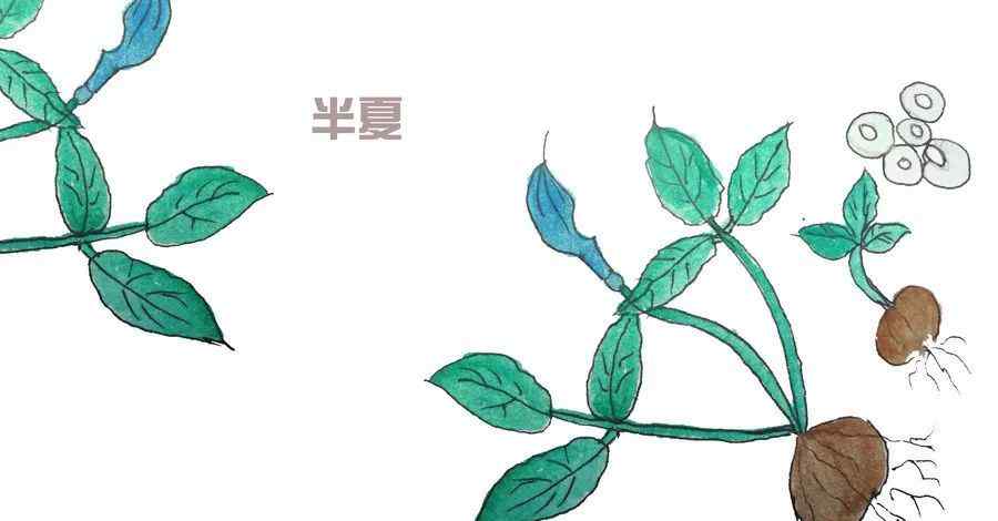 本草纲目里好听的名字 这些出自《本草纲目》中的中药名，总有一个足以惊艳你文章配图
