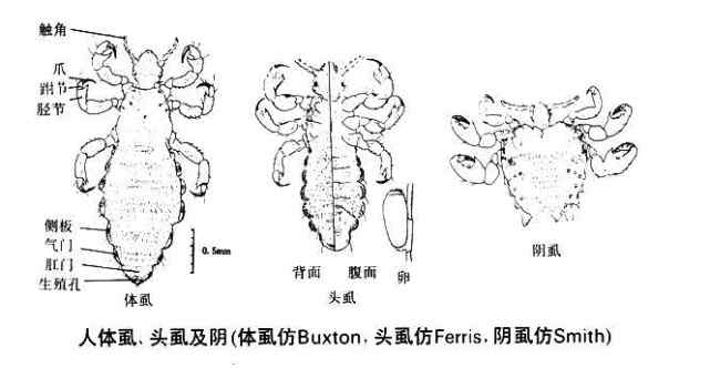 沙蚤病 寄生虫有多可怕？为什么没有寄生虫的世界更可怕？