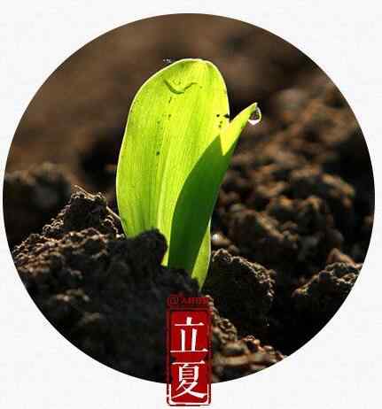立夏吃什么 立夏风俗吃什么 立夏饭和立夏蛋这么美味的食物不要错过