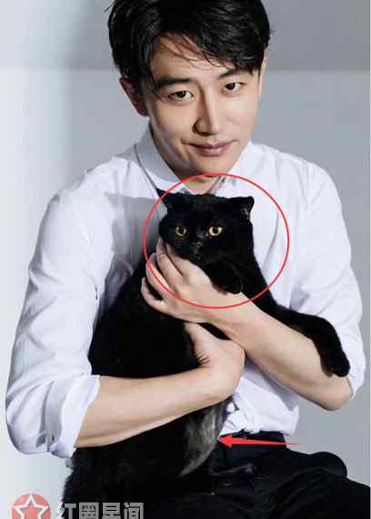 黑猫品种 妖猫传中黑猫品种是孟买猫吗 妖猫传黑猫现以发福模样太逗