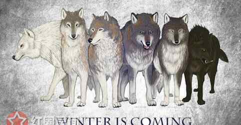 冰原狼 权力的游戏冰原狼活下来几只呢 冰原狼预示的未来竟是这样的