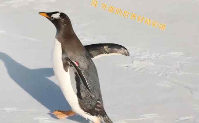 呆萌！人工孵化企鹅第一次看到雪 网友：我第一次见雪也是这样