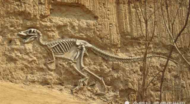 化石的形成过程 化石是怎么形成的