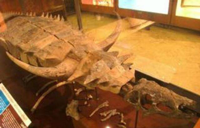 两亿年前有一种长着角的鳄鱼，体长5米有一人多高