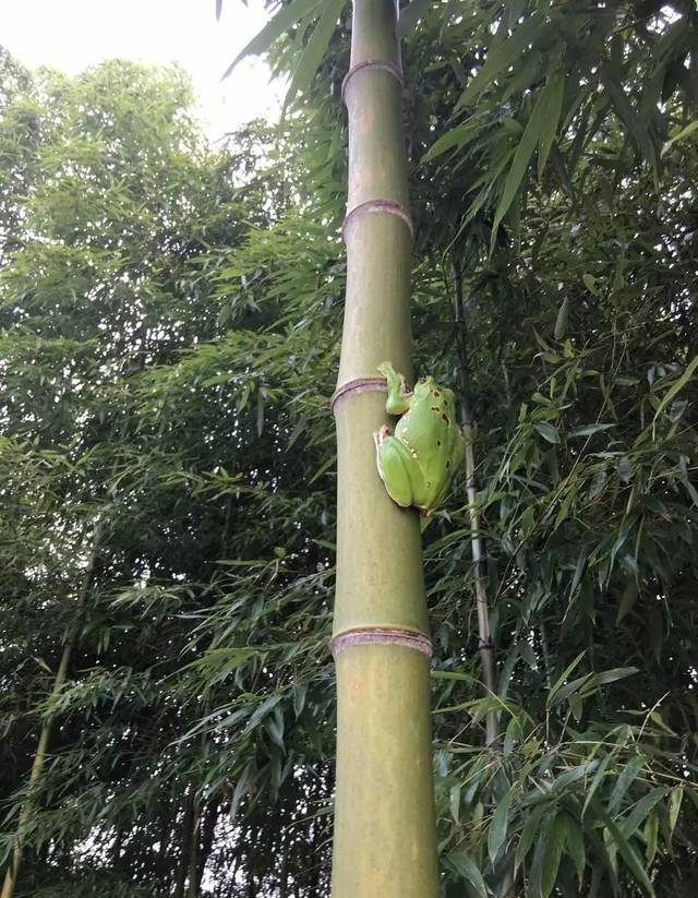 震惊！南昌郊区惊现野生奥特曼!奥......特......曼......