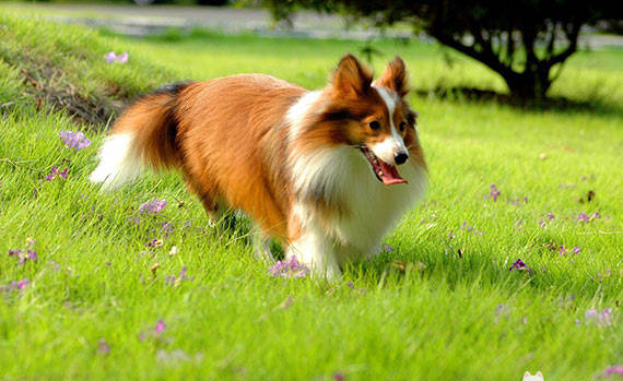 十大高智商犬之一——喜乐蒂牧羊犬