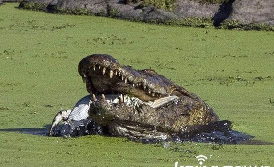 实拍动物世界鳄鱼吃鳄鱼 同类相残场面血腥