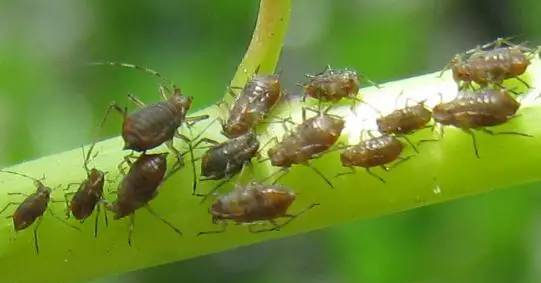 七种方法，让防治蚜虫不那么困难！
