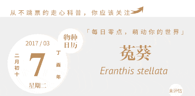 王者荣耀启明