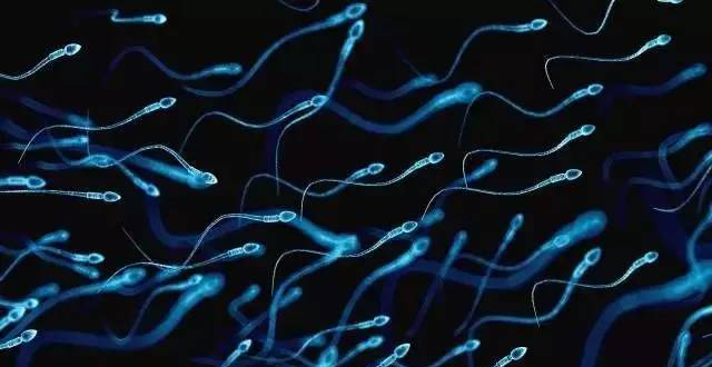 精胺：来自精液的“益寿分子”