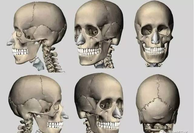 【干货】人体头部解剖规律图，人体头部结构你知多少？