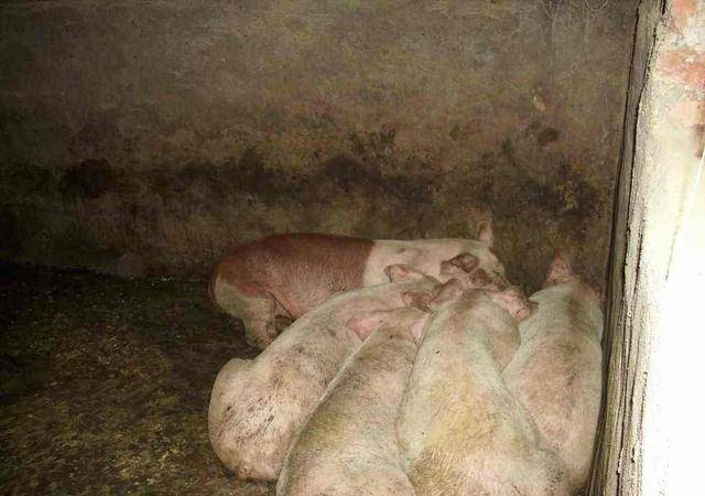 猪传染性胃肠炎与猪流行性腹泻的区别及解决方案