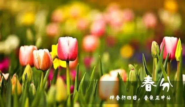 关于春天的10首歌曲送给你！！！