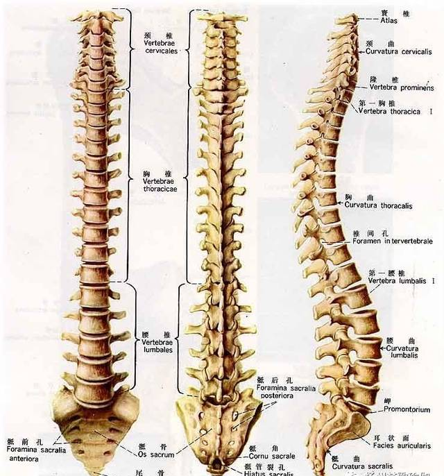 新课介绍 ▏脊柱梳理