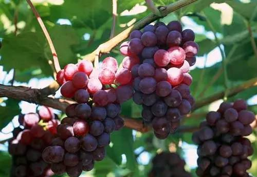 红提葡萄种植技术汇总（含视频）