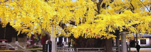 日照民间传说——浮来山（福来山）