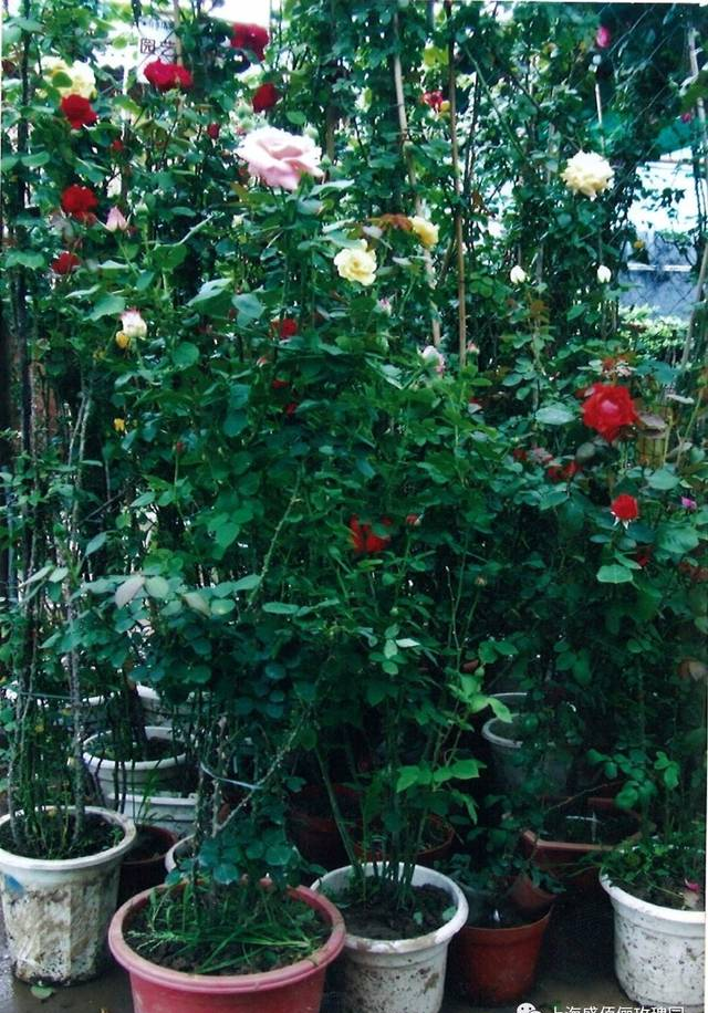 玫瑰花的种植方法