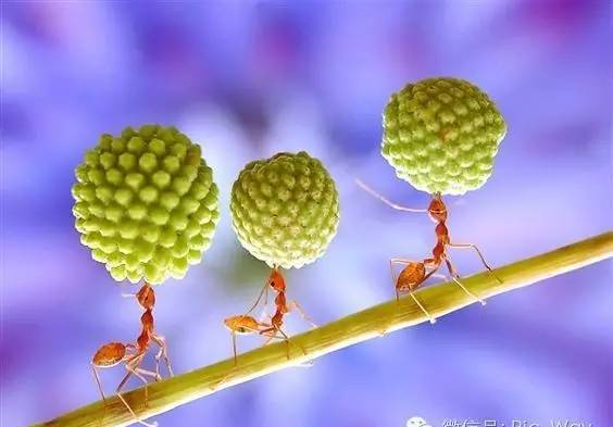 令人震惊的蚂蚁世界！太神奇了