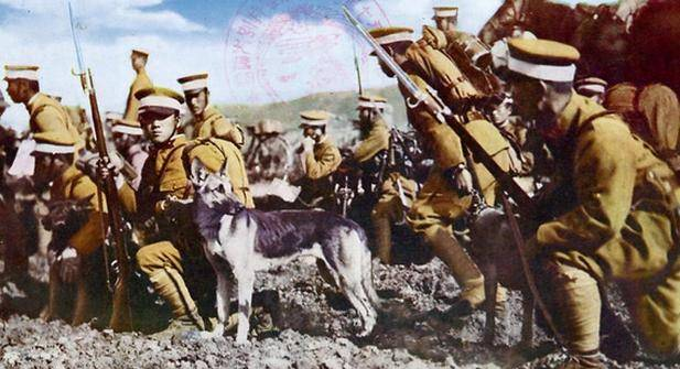 抗日战争中被遗忘的功勋，中国军犬“板凳狗”！
