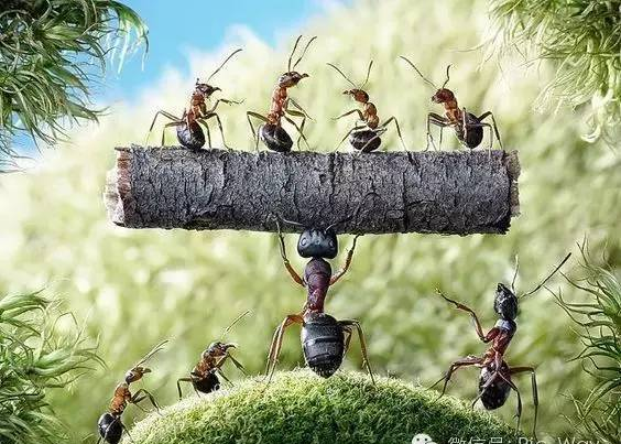 令人震惊的蚂蚁世界！太神奇了