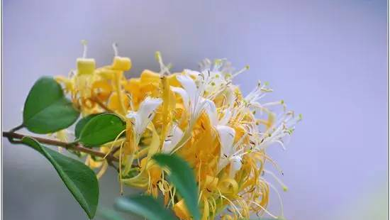 怎样种植金银花？金银花种植注意事项有哪些？