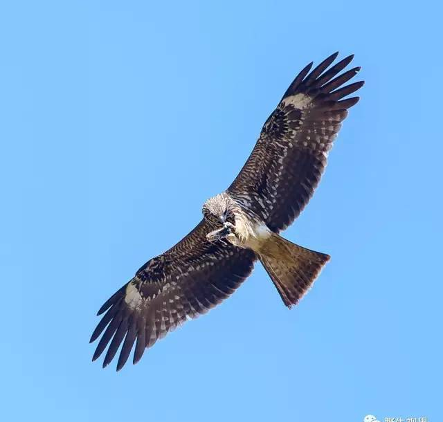 野生世界 | 黑耳鸢——喜食腐的鹰