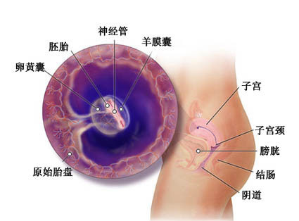 怀孕两个月胎儿图（b超图）