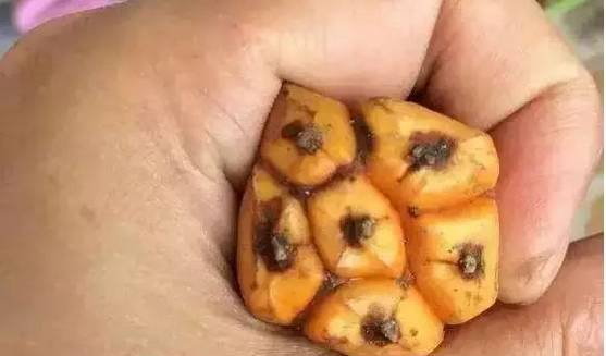 手抠滴血莲花菩提全过程，太神奇了！
