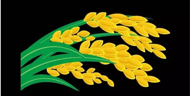 中药处方中的“稻芽”和“谷芽”，你能分清吗？